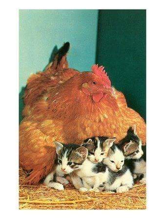 Hen and Little Furry ones!